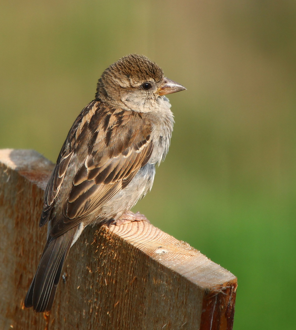 Ein Spatz