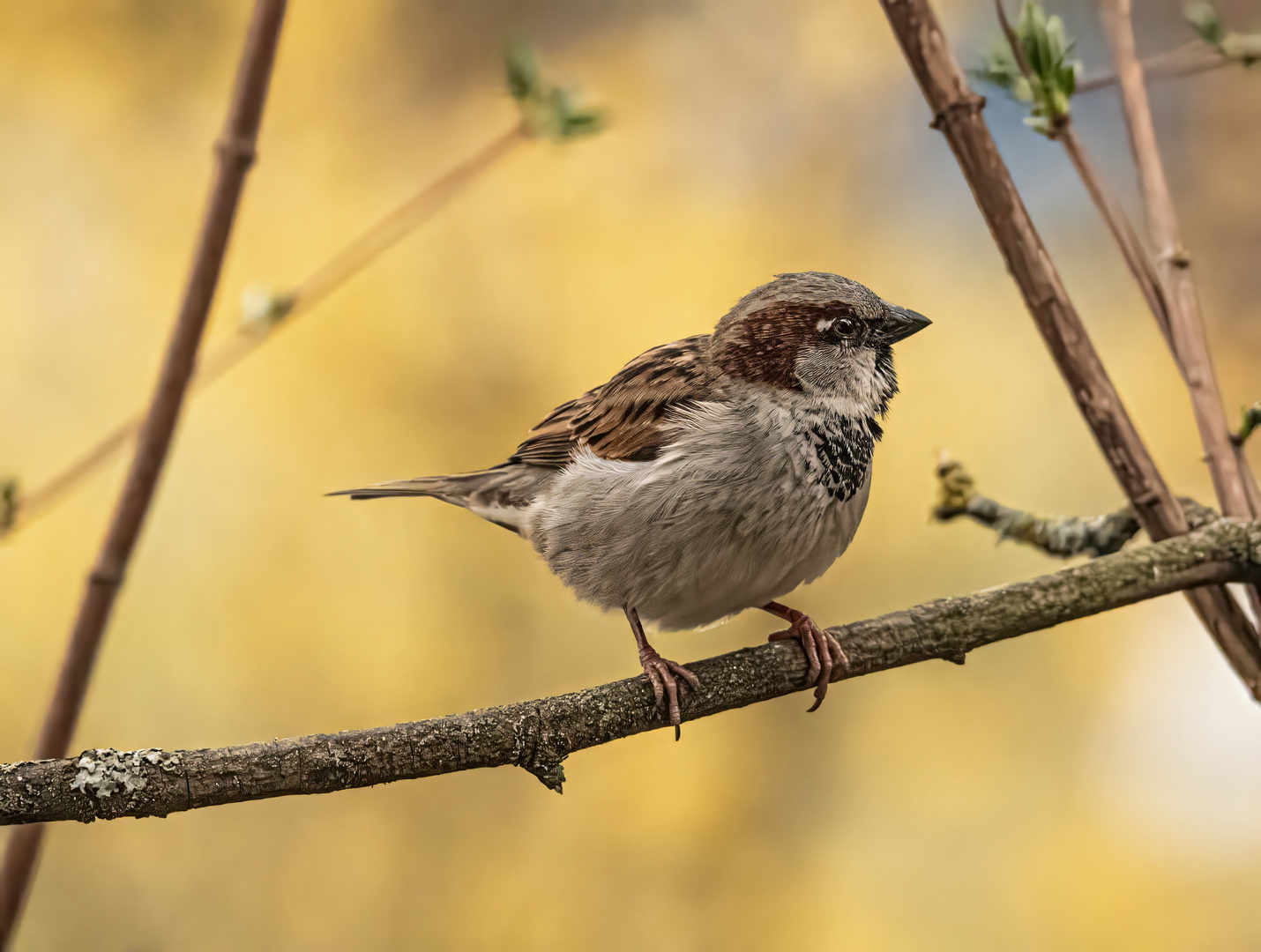  ein Spatz   