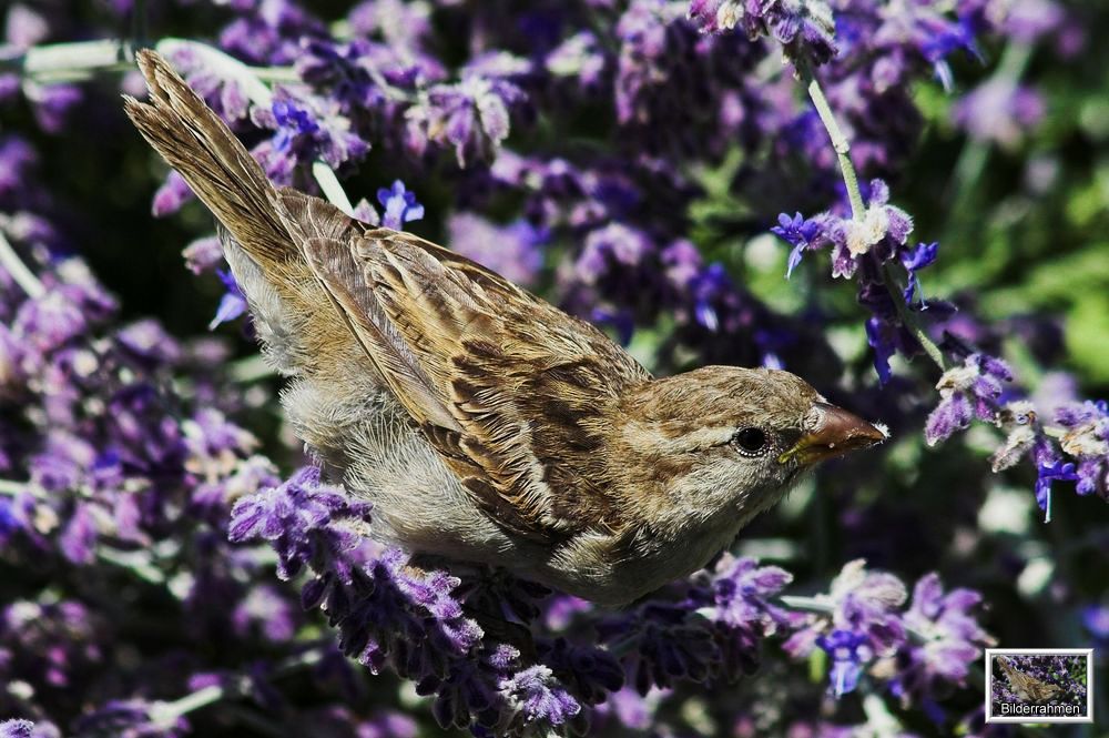 Ein Spatz, ein Spätzlein