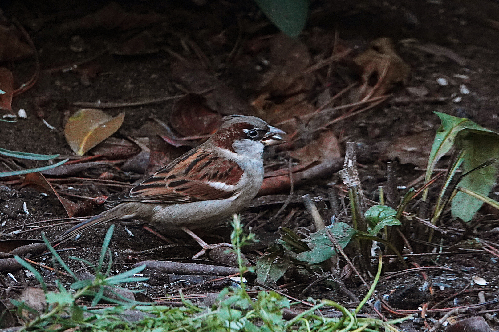 ein Spatz findet auch ein Korn