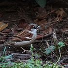 ein Spatz findet auch ein Korn