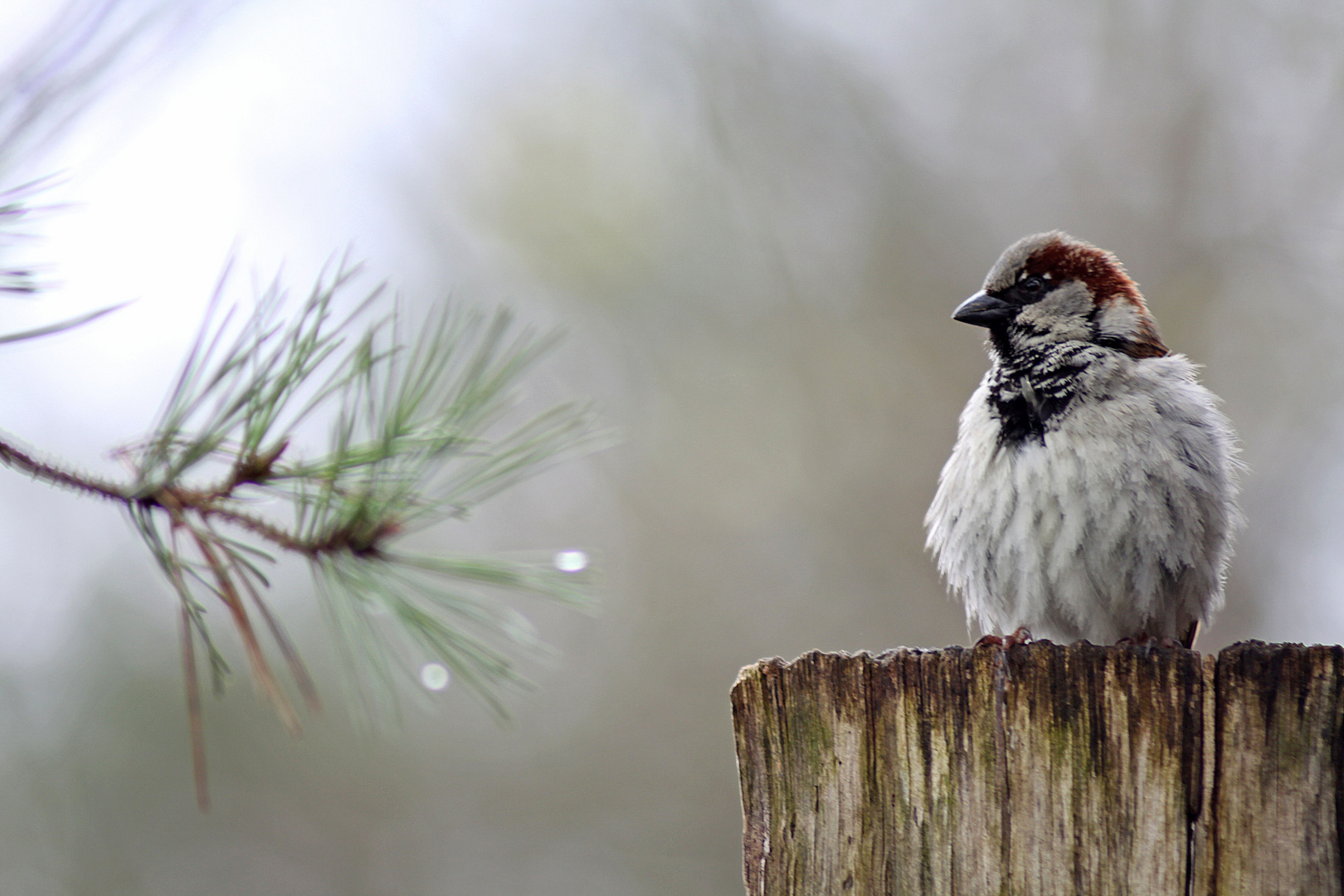 ein Spatz hält Ausschau