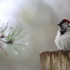 ein Spatz hält Ausschau