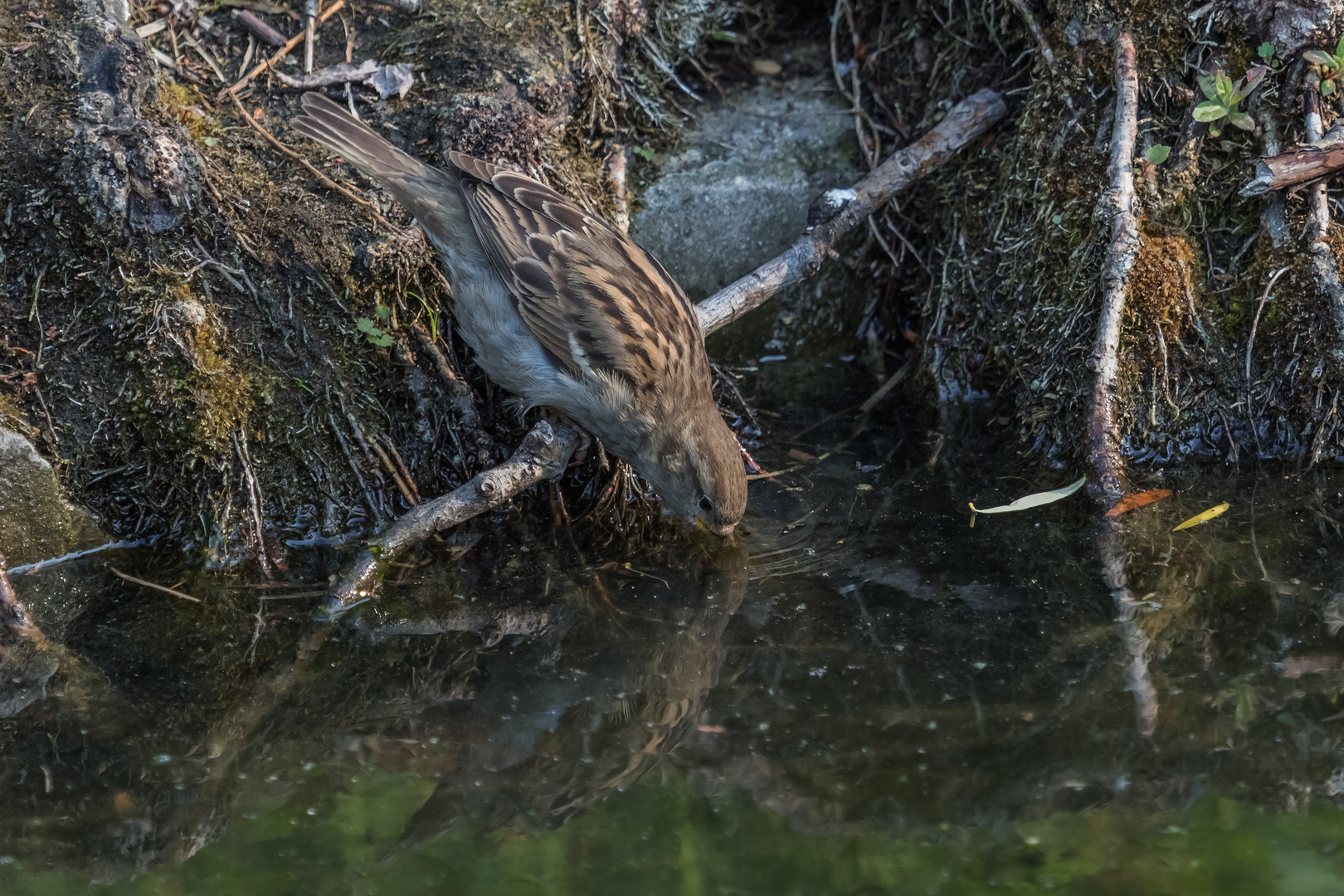 Ein Spatz hat auch Durst. 