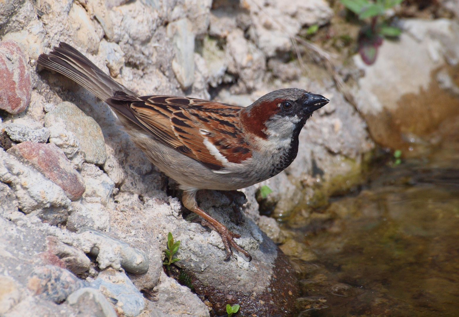 Ein Spatz hat durst