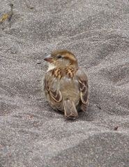 ein Spatz hat sich nach Maui verirrt...