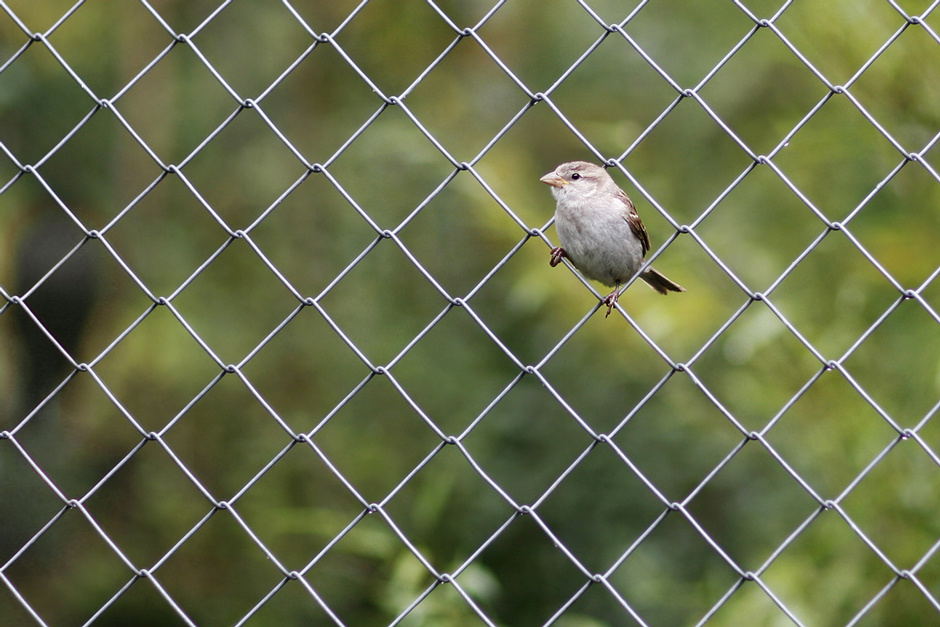 Ein Spatz im Netz