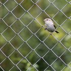 Ein Spatz im Netz