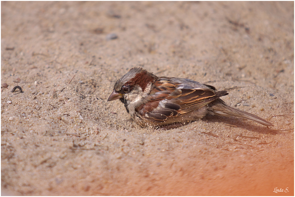 Ein Spatz im Sand ist besser als die Taube auf dem Dach...oder so ähnlich :-)