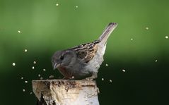 * Ein Spatz im Schlaraffenland *