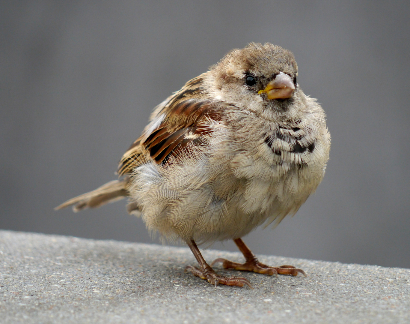 Ein Spatz in Berlin