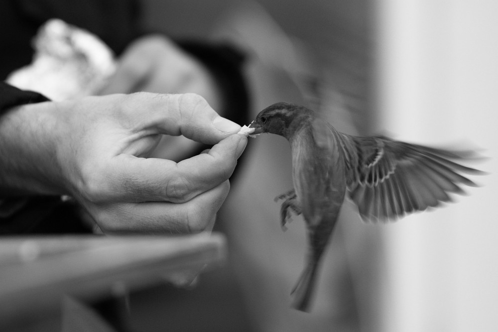 Ein Spatz in der Hand