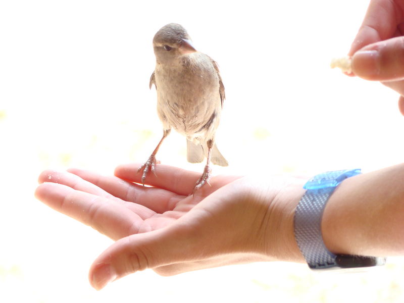 Ein Spatz in der Hand...