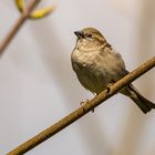 Ein Spatz in der Hand