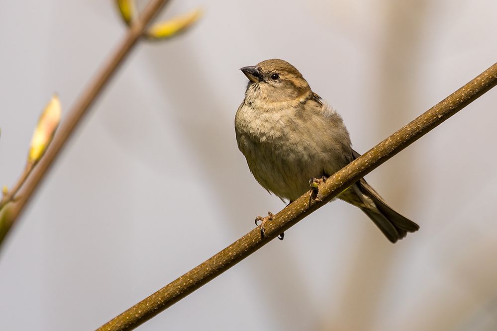 Ein Spatz in der Hand