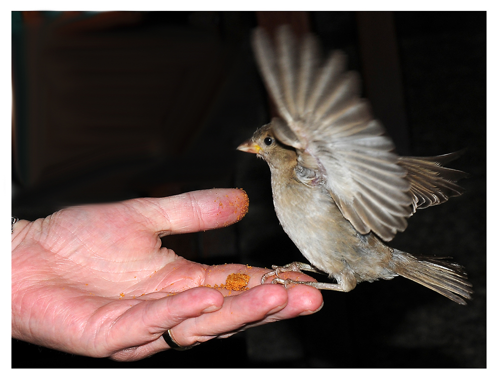 Ein Spatz in der Hand ...