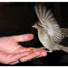 Ein Spatz in der Hand ...