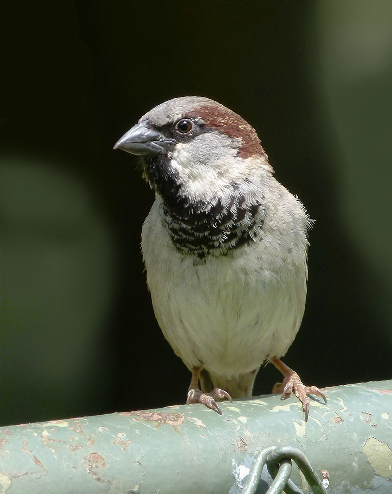 Ein Spatz in der Hand...................