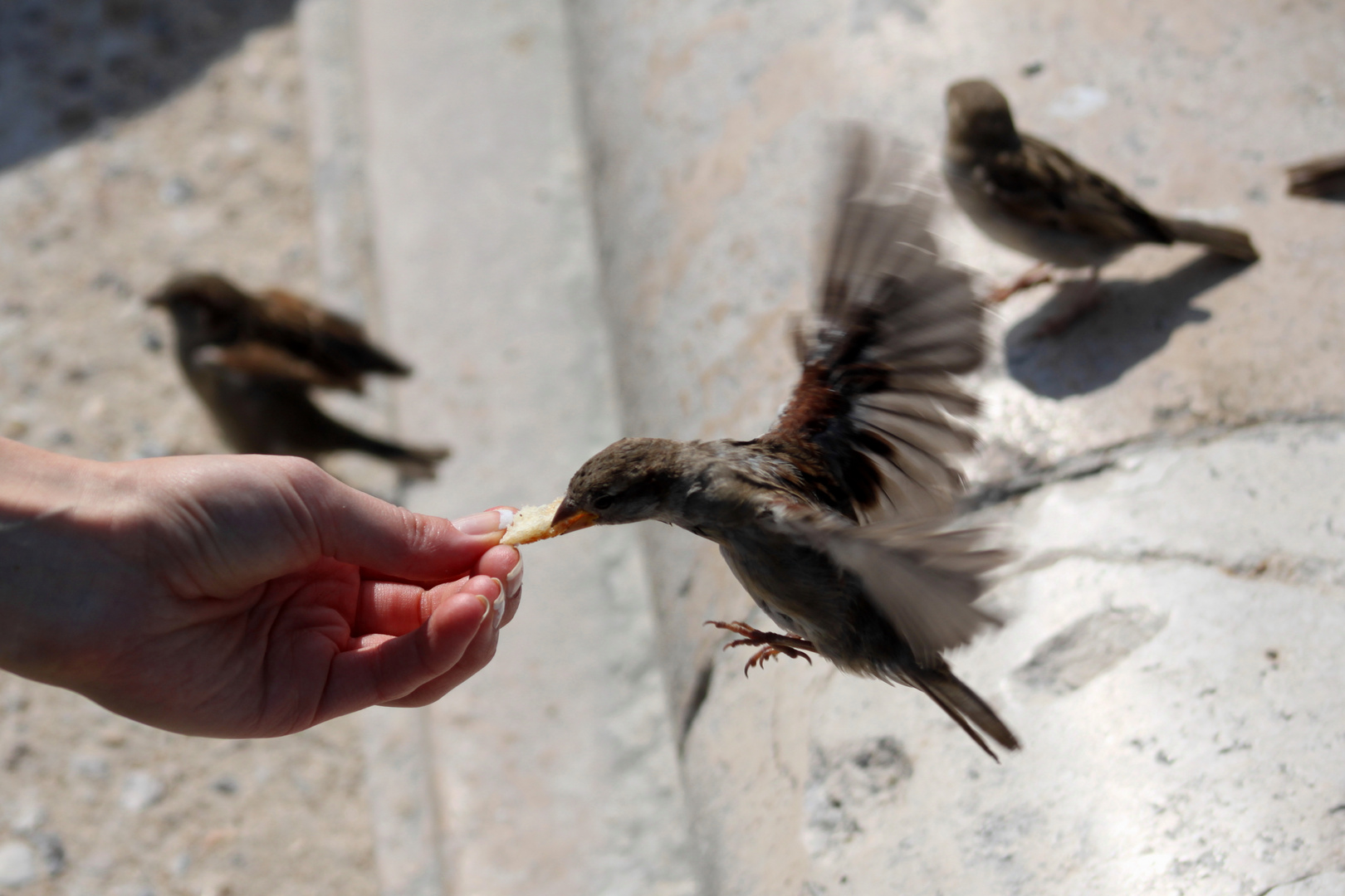 ein Spatz in Paris