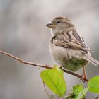 Ein Spatz in Paris