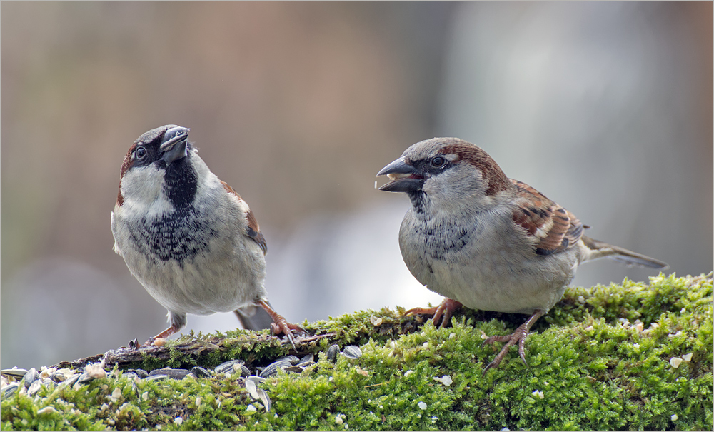 Ein Spatz kommt selten allein