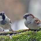 Ein Spatz kommt selten allein