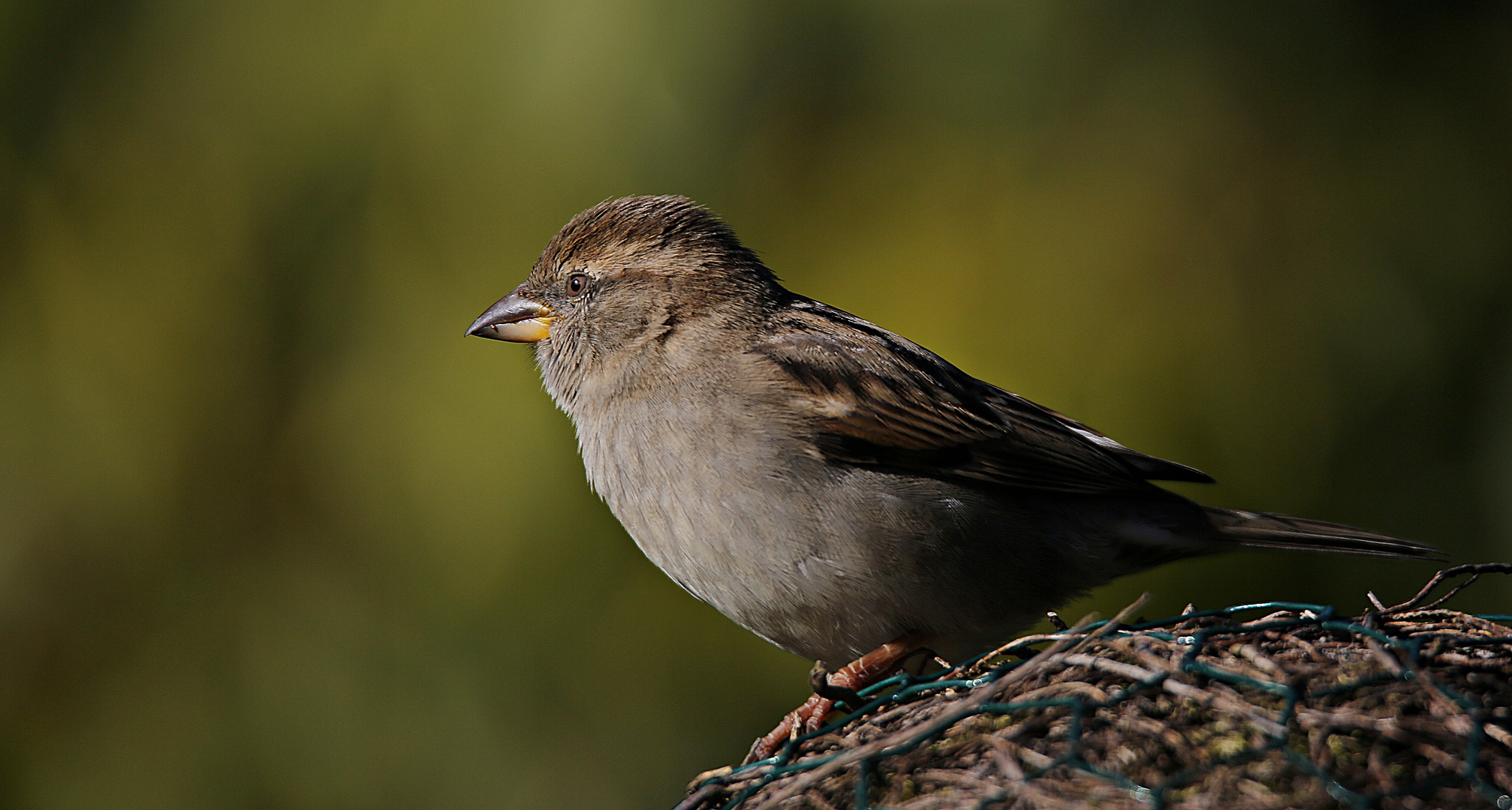 ...ein Spatz kommt selten allein :-)))