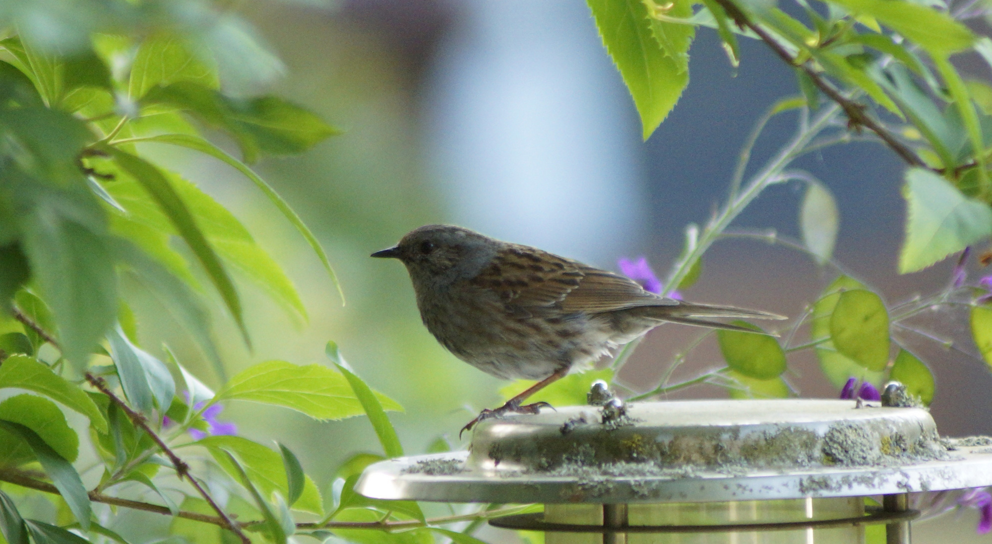 Ein Spatz macht mal Pause