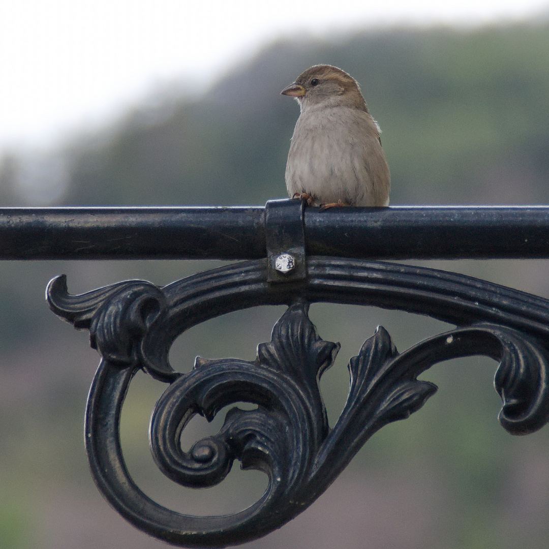 Ein Spatz macht Pause