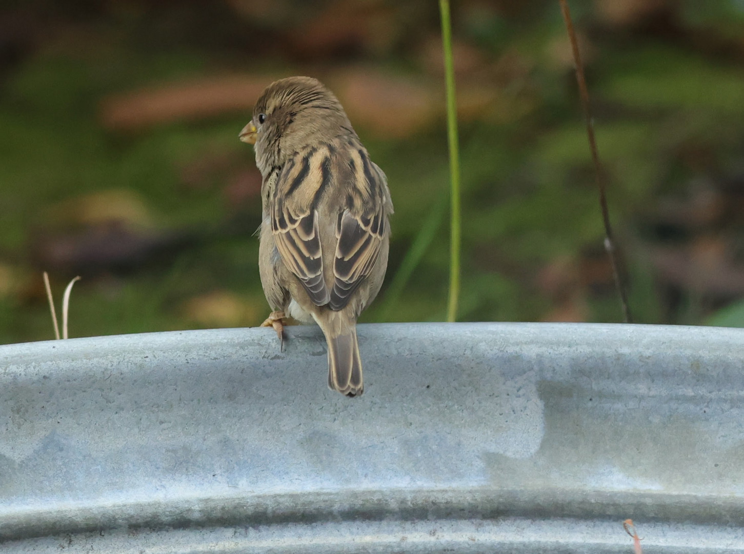 Ein Spatz mit Puschel Frisur