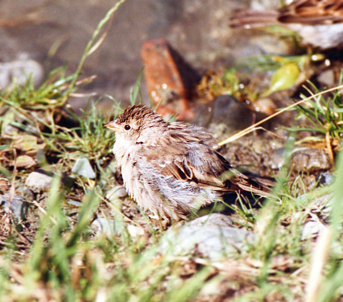 Ein Spatz nach einem Bad im Bodensee