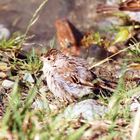 Ein Spatz nach einem Bad im Bodensee