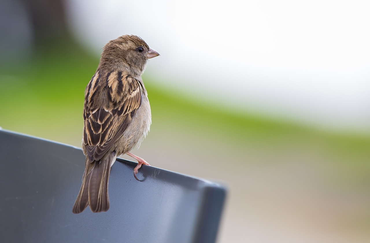 Ein Spatz nahm Platz