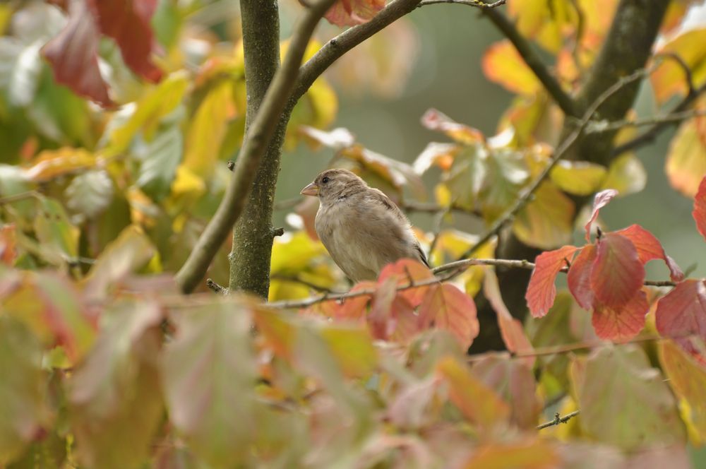 ein Spatz oder Sperling