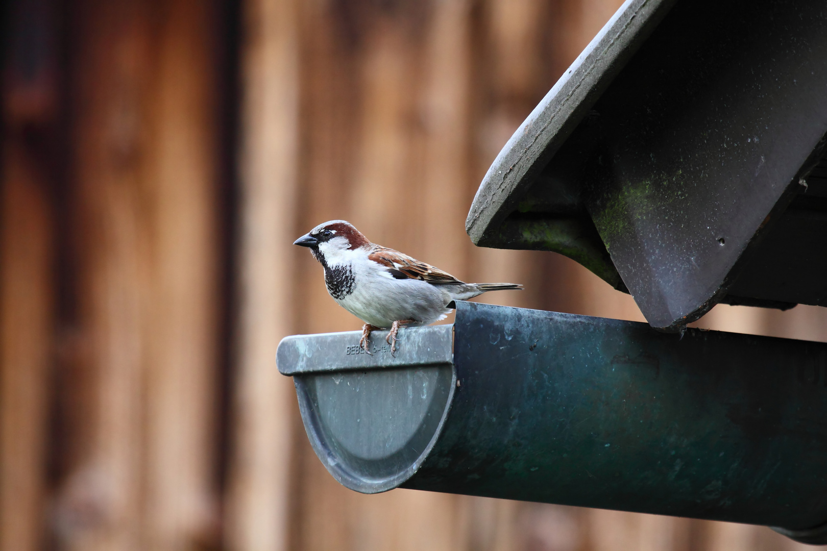 Ein Spatz / Spätzchen *g*