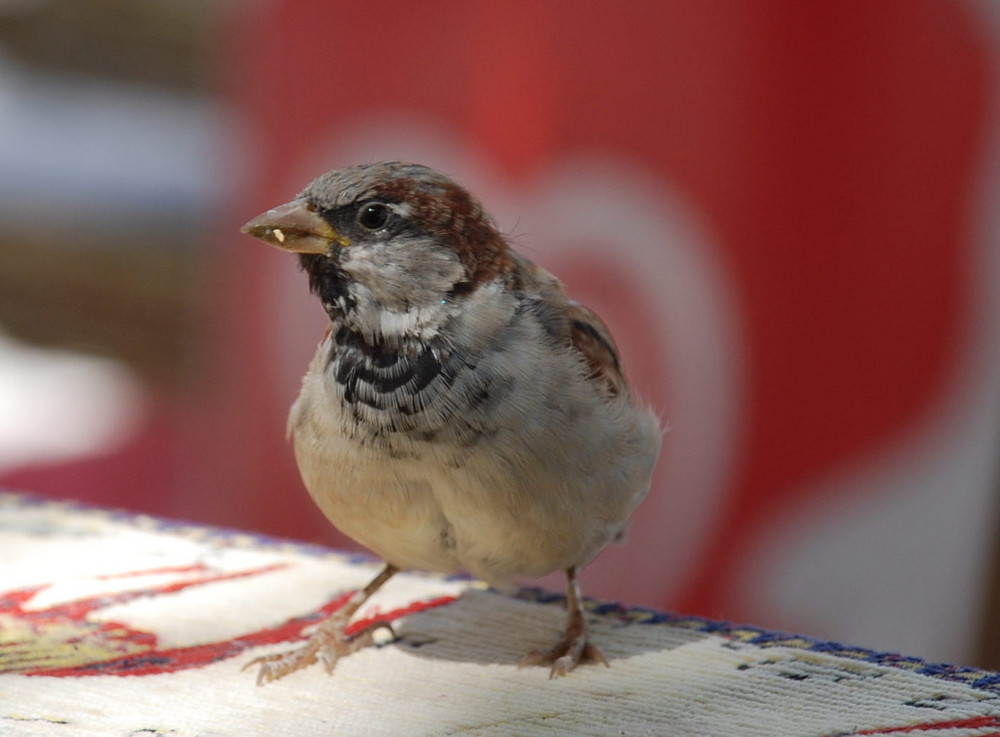 Ein Spatz... # un gorrión...