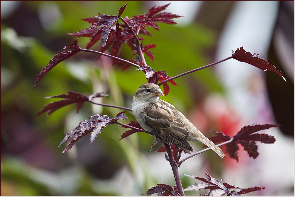 Ein Spatz vom Bodensee