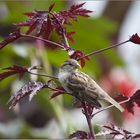 Ein Spatz vom Bodensee