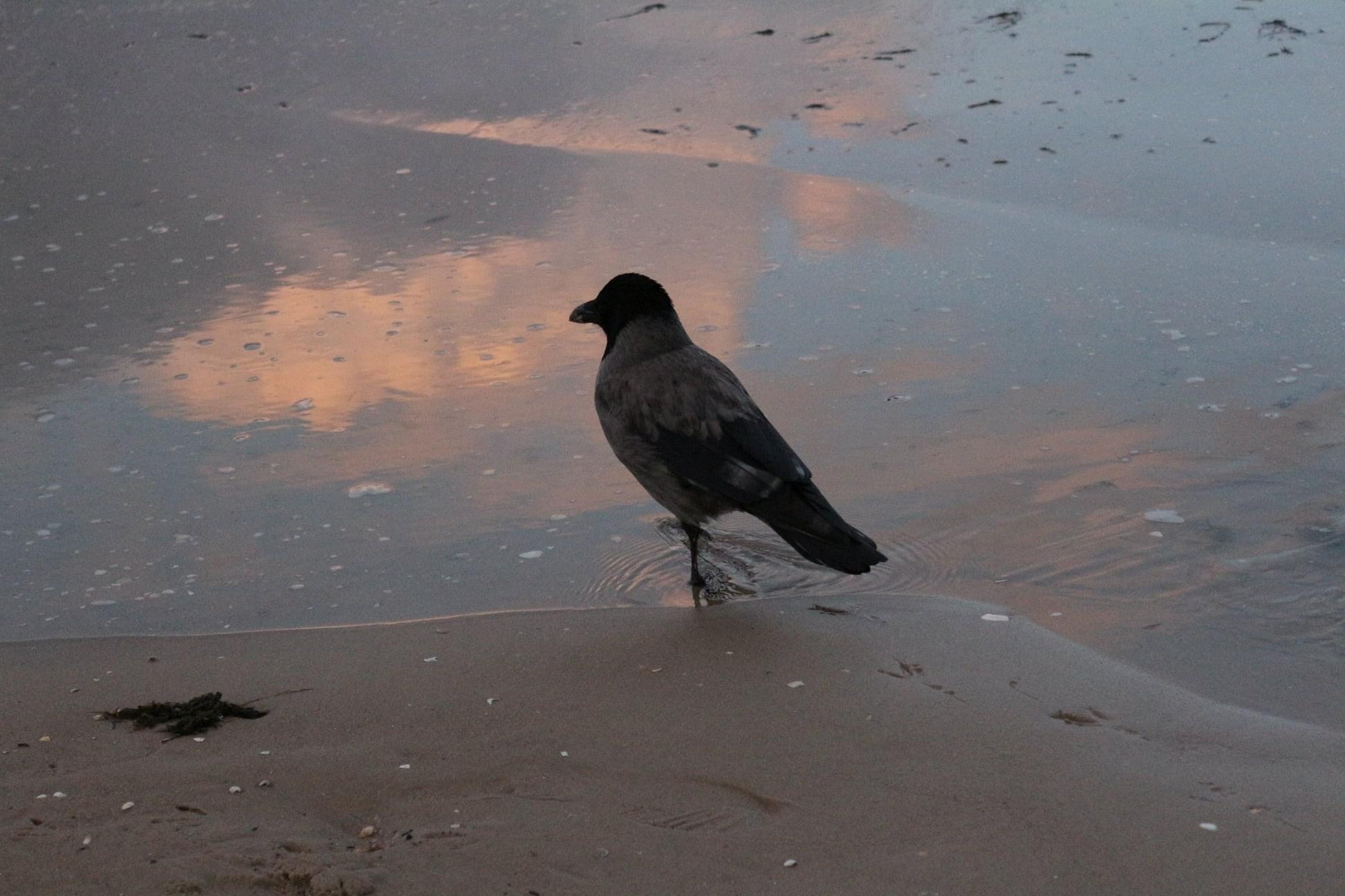 Ein Spaziergang am Abend 