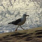 ein Spaziergang am Strand.....