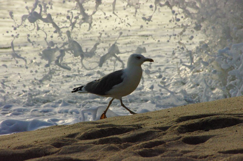 ein Spaziergang am Strand.....