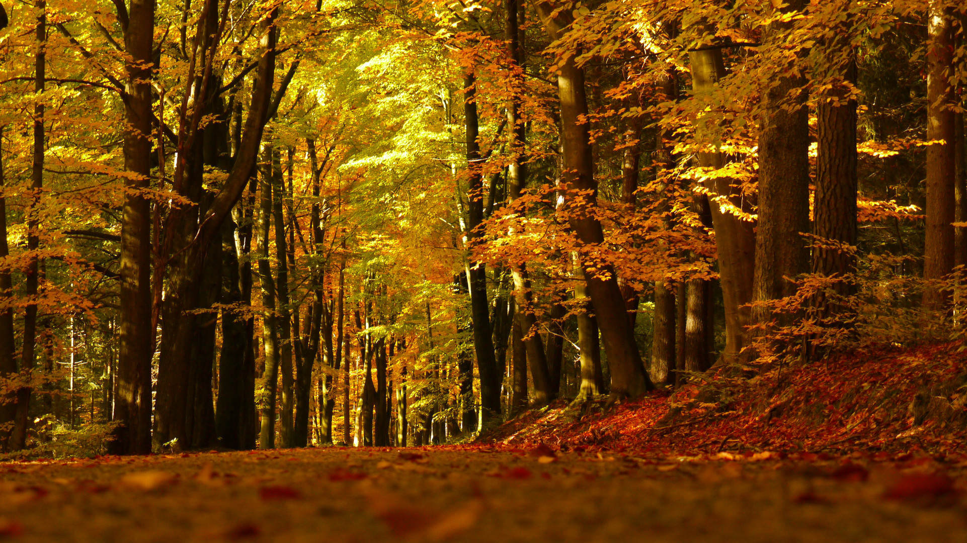 ein Spaziergang durch den Herbst