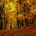 ein Spaziergang durch den Herbst