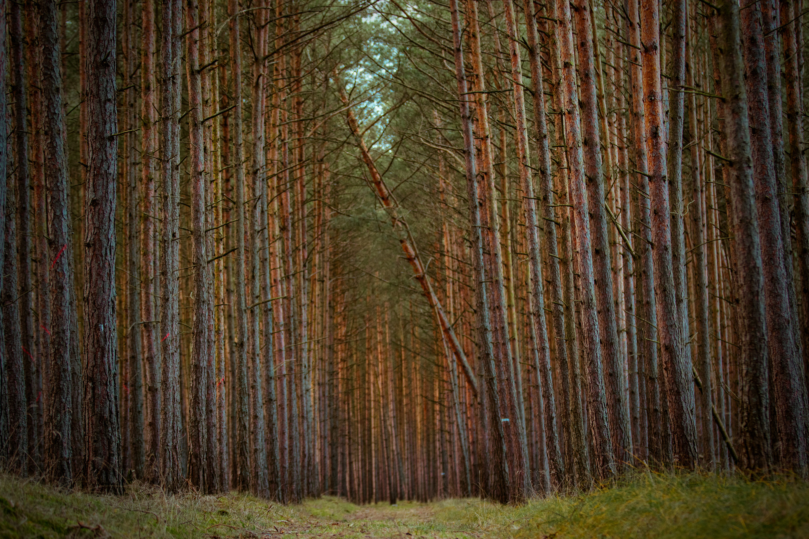 Ein Spaziergang durch den Wald