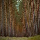 Ein Spaziergang durch den Wald