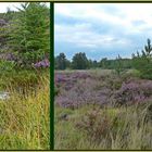 ein Spaziergang durch die Drover Heide