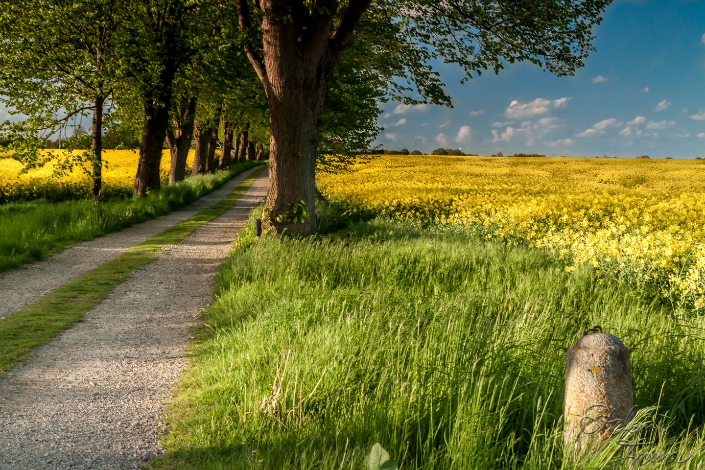 Ein Spaziergang durch die Rapsfelder