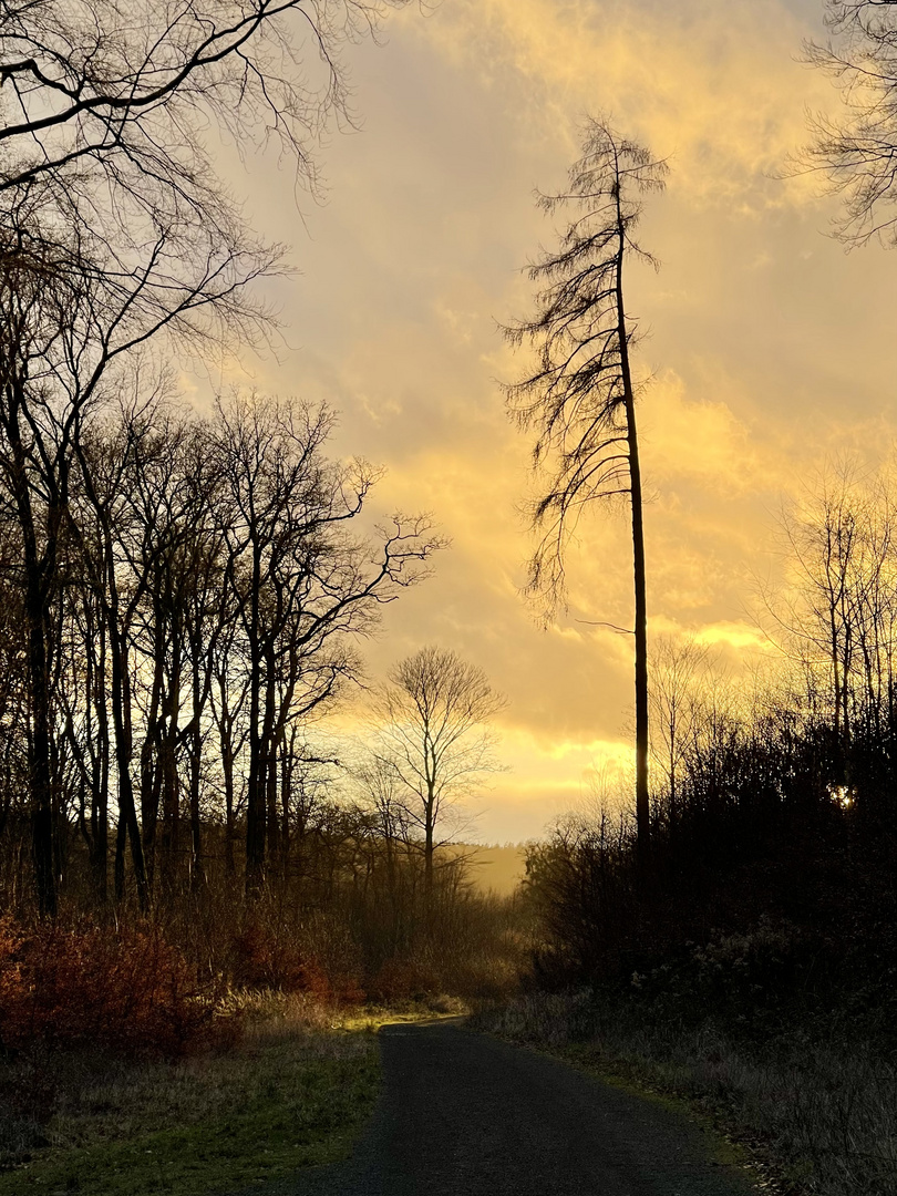 Ein Spaziergang durch Westerwald 