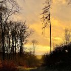 Ein Spaziergang durch Westerwald 