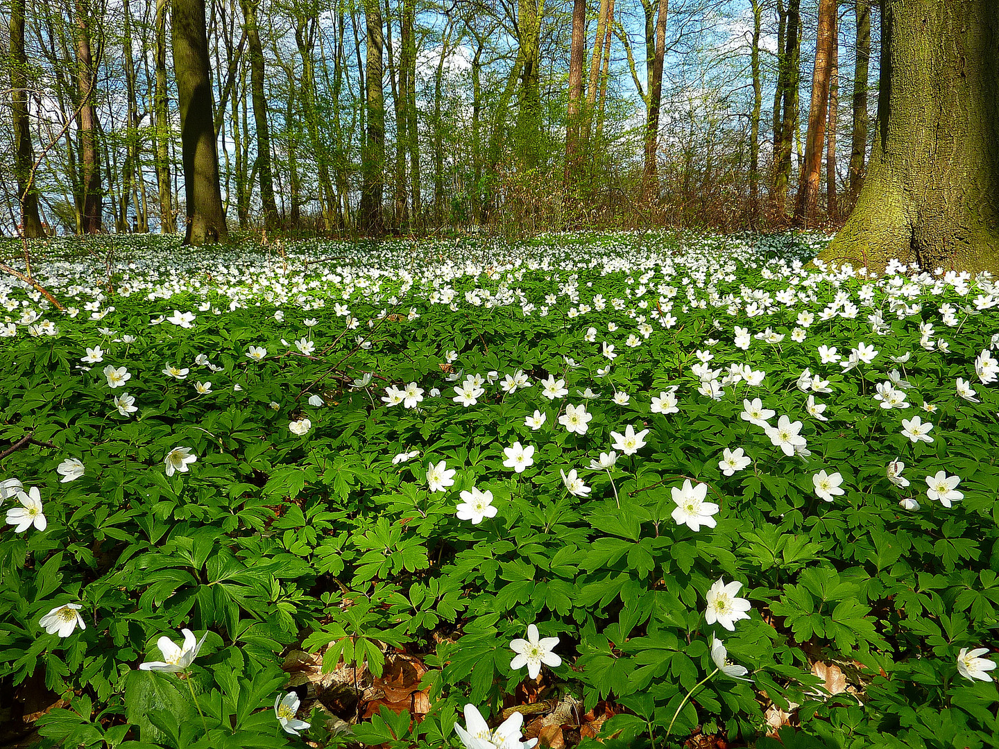 Ein Spaziergang im Frühjahr.....